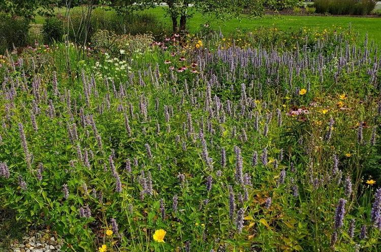 A pollinator garden at Western Campus provides habitat for butterflies, insects, and birds.